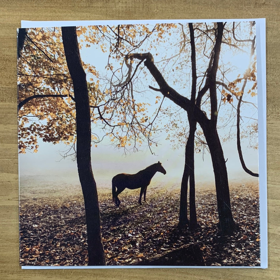 Greetings card horse in Autum