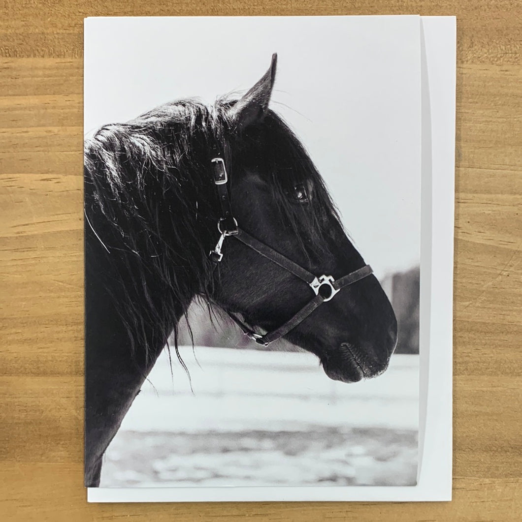 Greetings card, black and white horse head