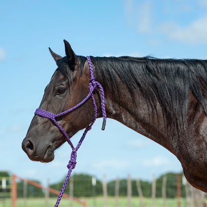 Cashel Flat Braid Halter