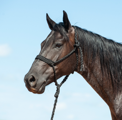 Cashel Flat Braid Halter